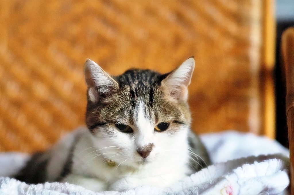 ▽