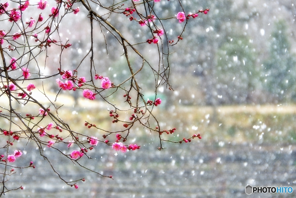 春の雪と