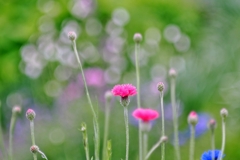庭の花2025 (ヤグルマソウ)