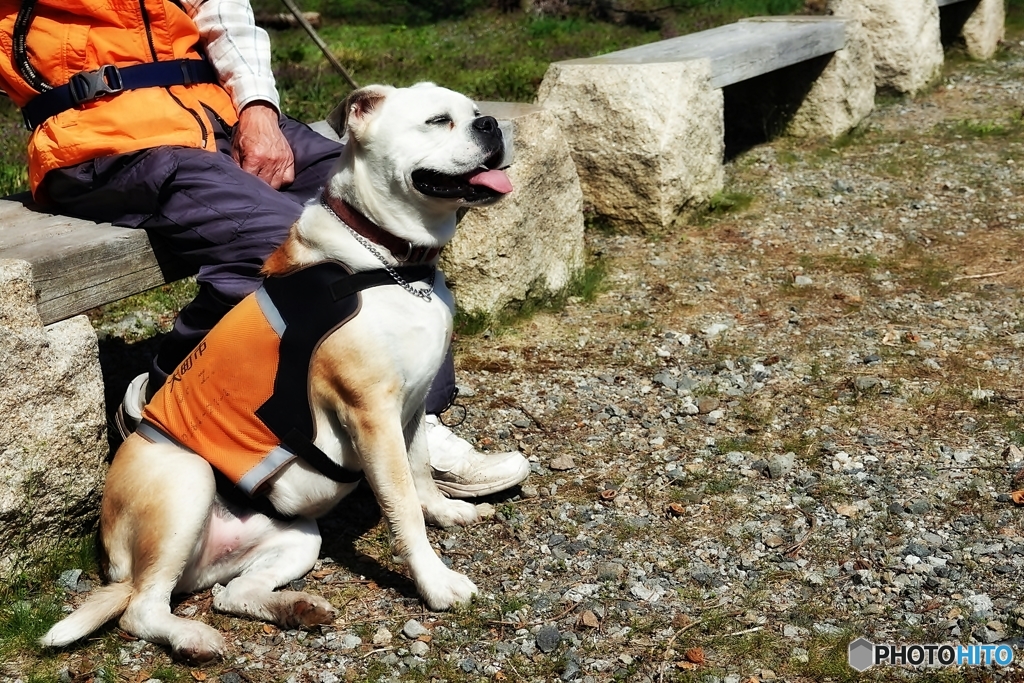 モンキードック　ここチャン