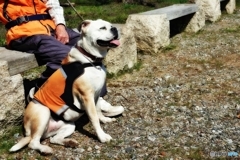 モンキードック　ここチャン