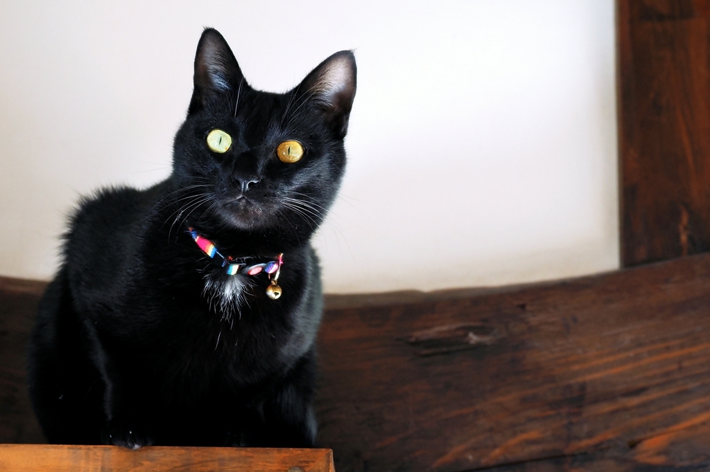 本棚の上で (rai) 