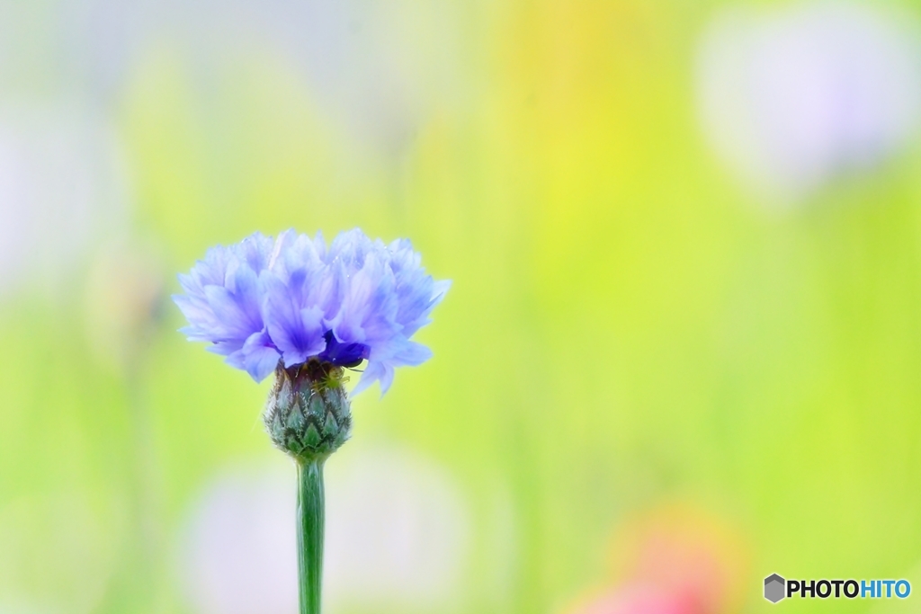 庭の花　（ヤグルマソウ）