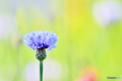 庭の花　（ヤグルマソウ）
