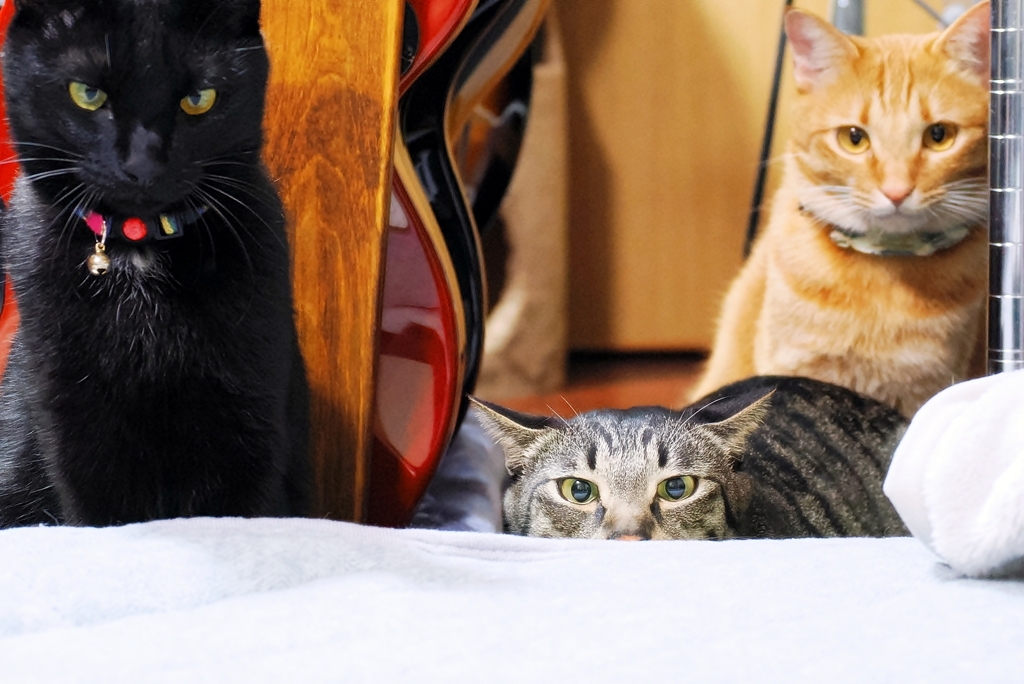 狙ってぇ～ (shima w/ rai & fuu) 