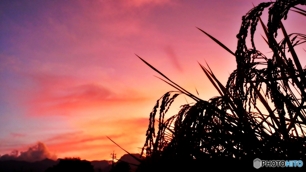 安曇野夕景（稲穂）