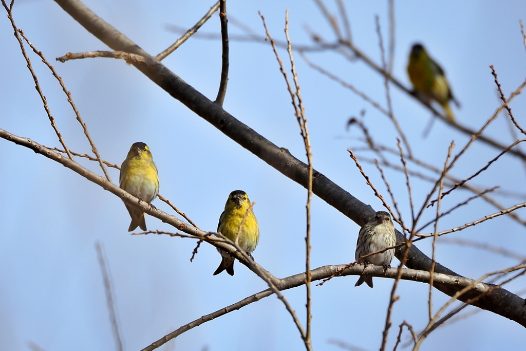 マヒワ♂♂♀♂