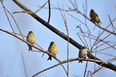 マヒワ♂♂♀♂