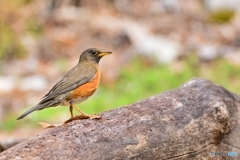 アカハラ♂