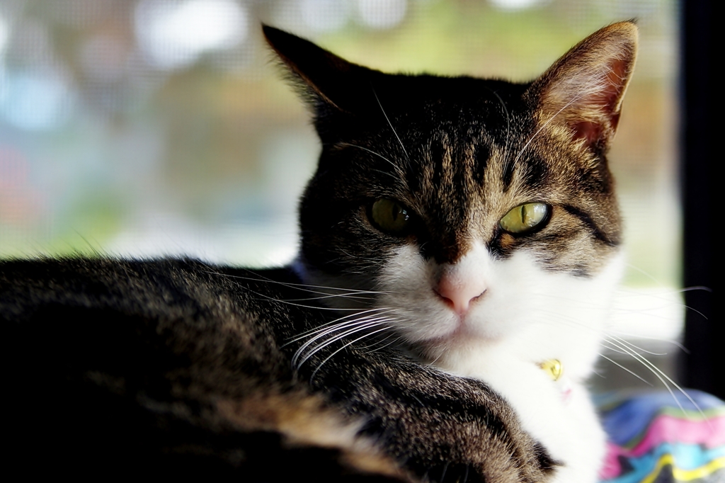 きりりッ　　（sora）