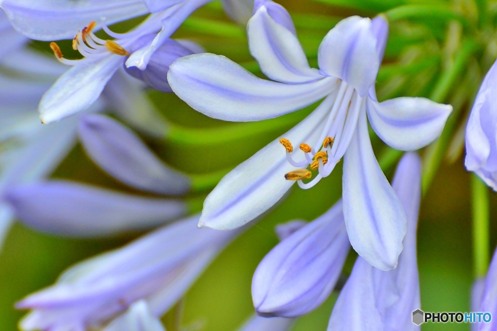 African lily