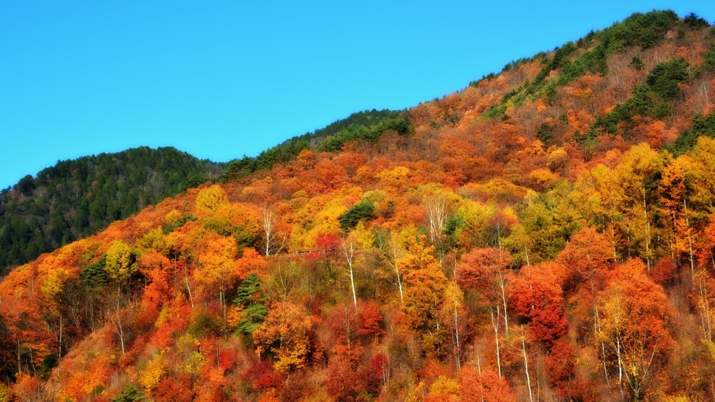 Autumnal leaves (1/6)