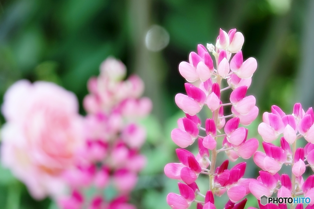 庭の花（ルピナス）