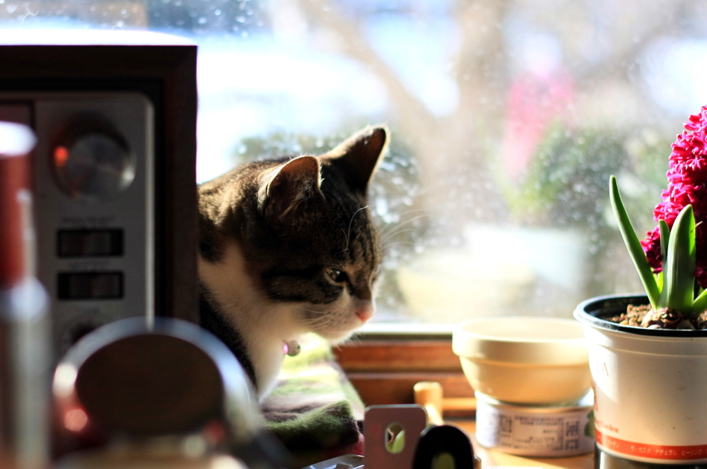 猫のいる朝（sora）