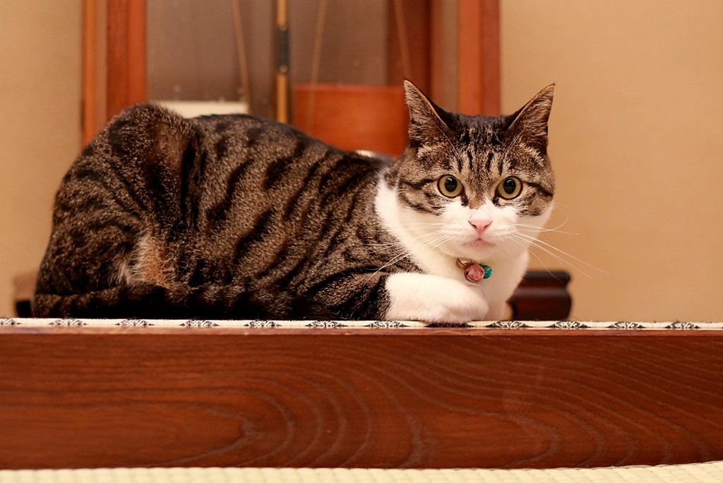 ロックオン (sora)