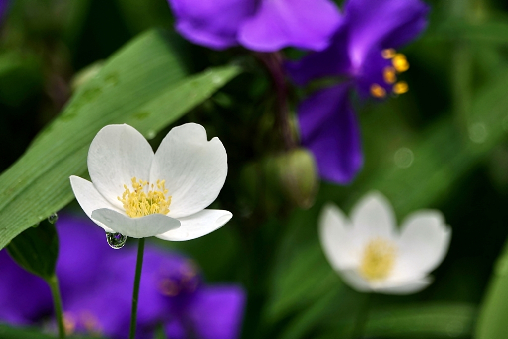 庭の花2020（ニリンソウ）