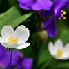 庭の花2020（ニリンソウ）