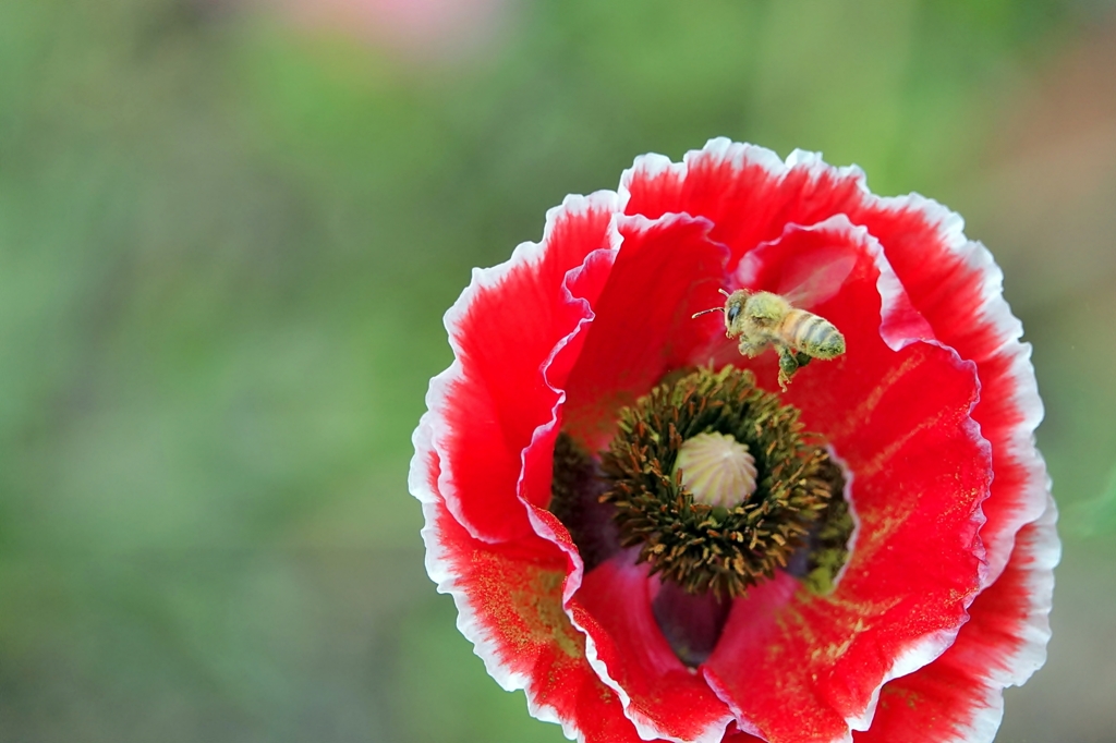 庭の花2019（ポピー）