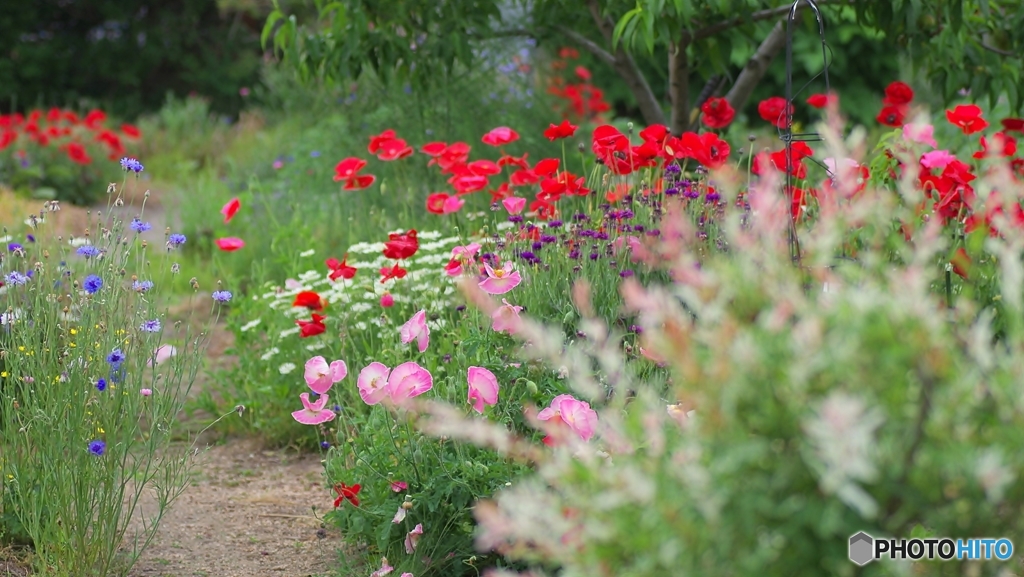 わが家の花庭