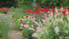 わが家の花庭