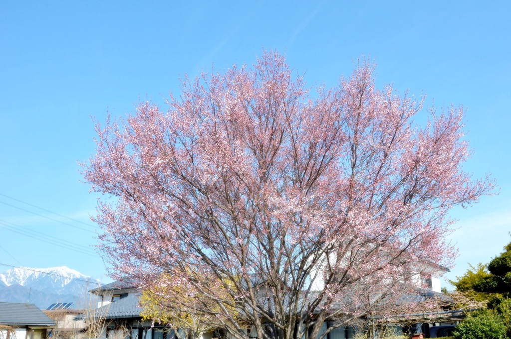 さくら（三分咲き）