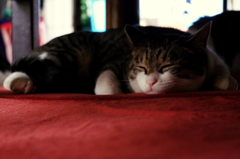 Sleeping