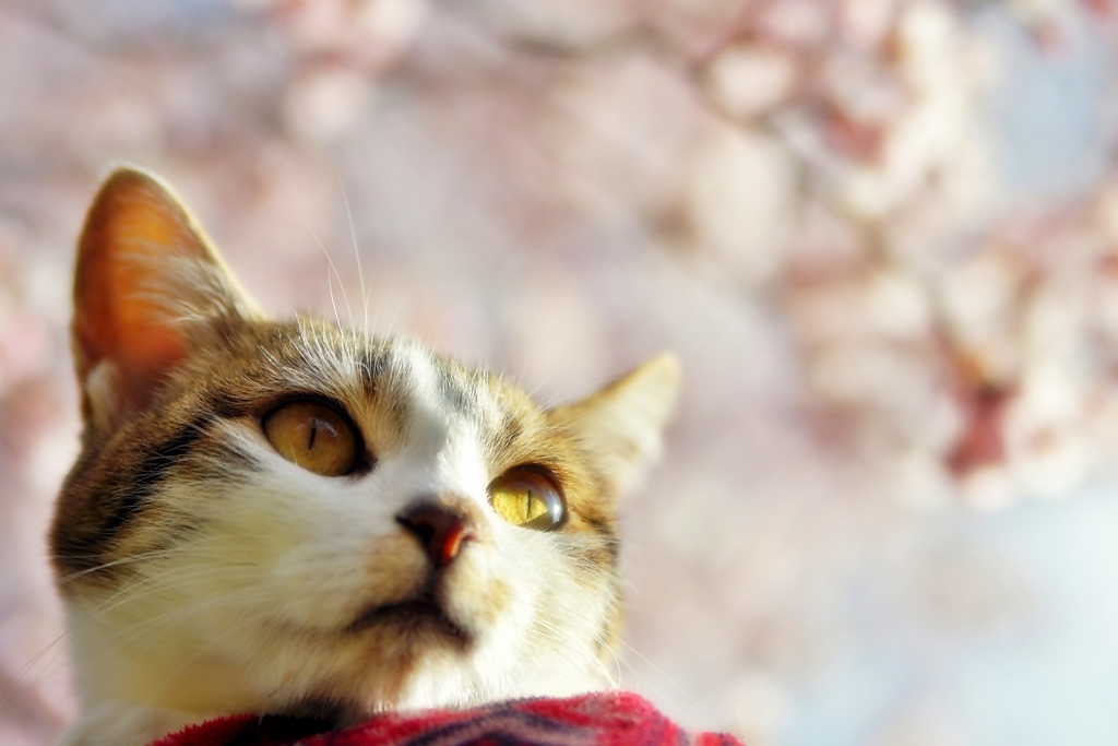 今年の桜と　 (goma) 