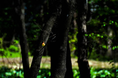 in a forest （キビタキⅢ）