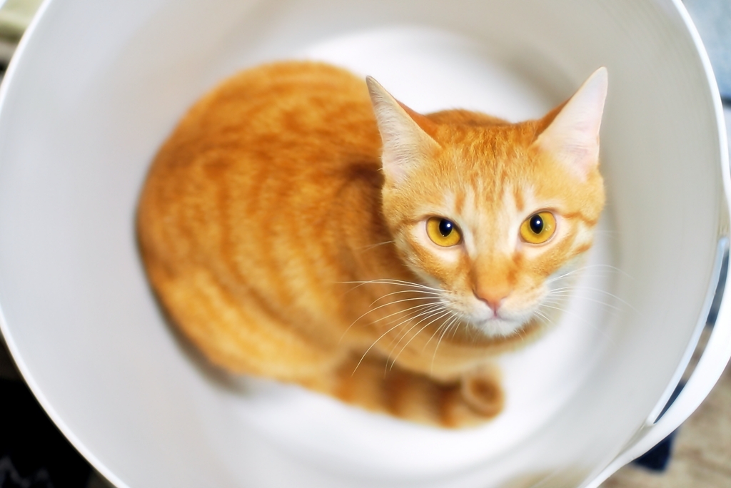 籠の猫 (chata)