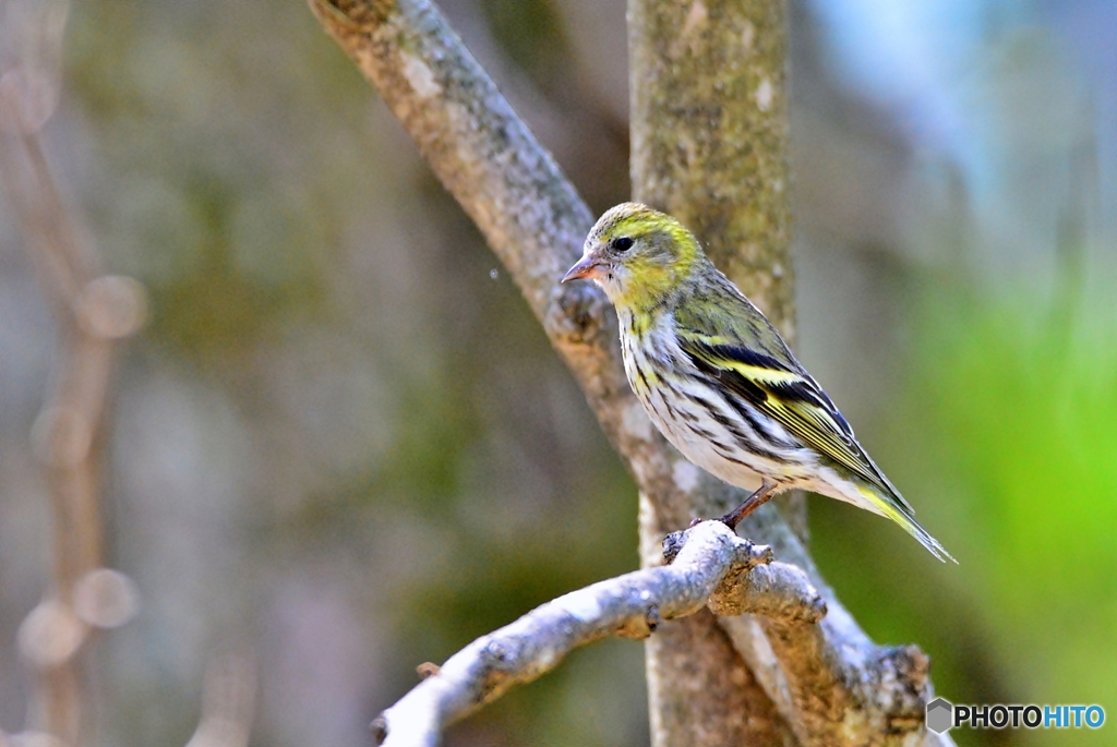 マヒワ♀