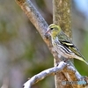 マヒワ♀