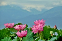 山上の蓮池