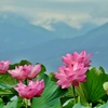 山上の蓮池