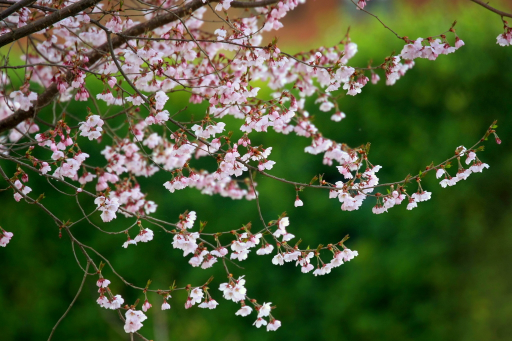 Cherry blossoms（雅）