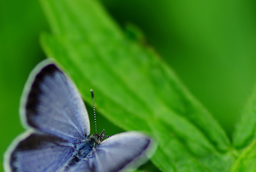 Pale Grass Blue