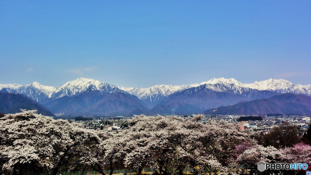 アルプスと桜