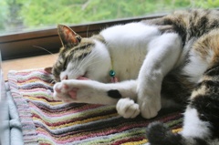 ボクのあし