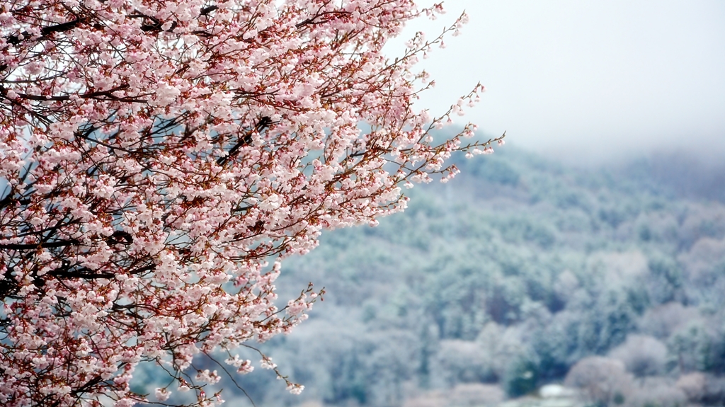 sakura （寒の戻り）