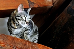 梁の上から* (shima) 