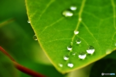 水玉