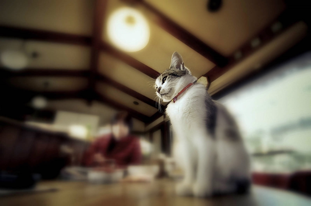 猫のいる日常