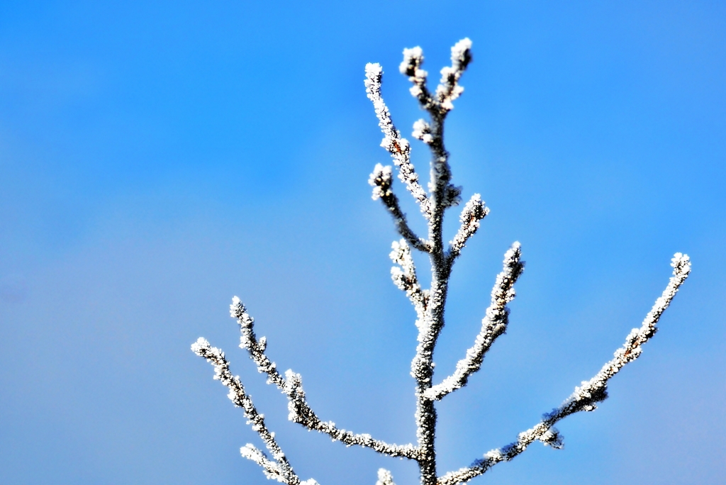 Cold Day 7（霧氷）