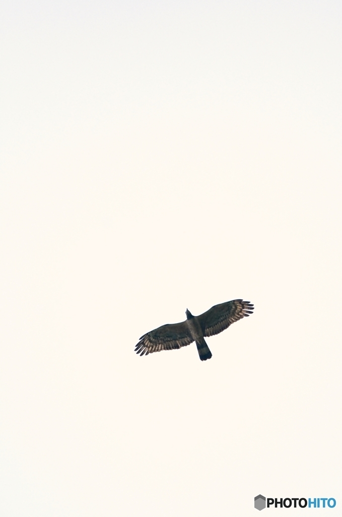A Flying Bird