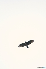 A Flying Bird