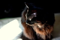 Reflected light