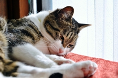 くつろぎの時