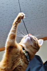 パクッとキャッチ (fuu)