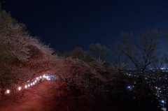 夜桜（弘法山古墳）