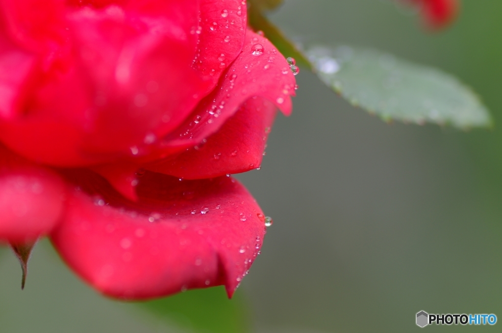 庭の花