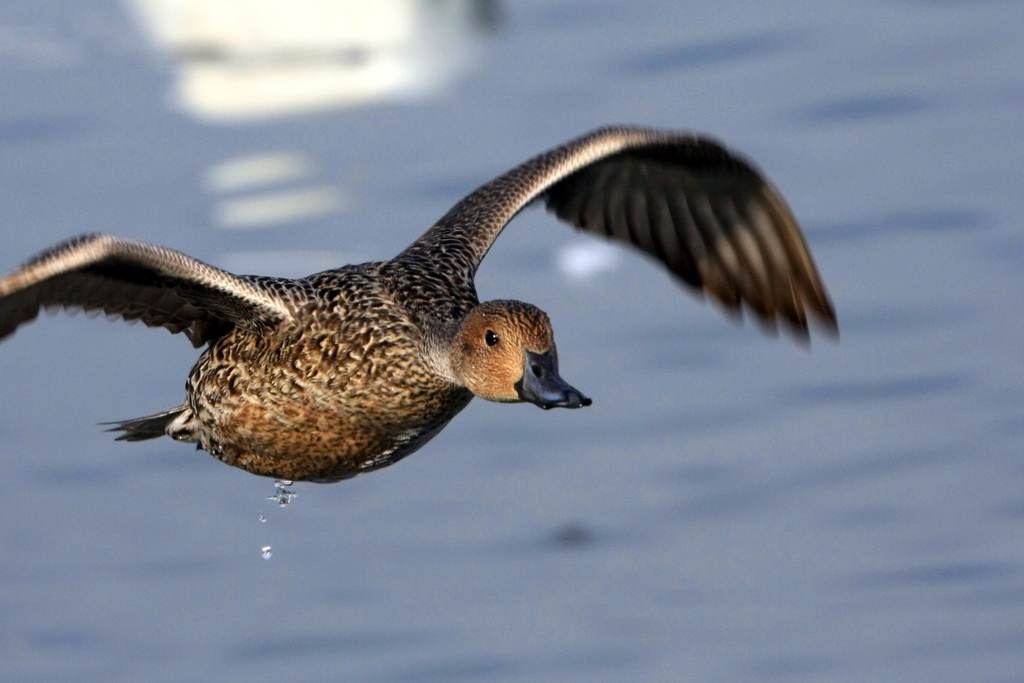 Common Teal